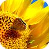 Разделение обязанностей в семье - последнее сообщение от sunflower